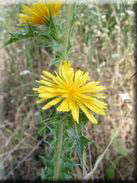 Scolymus hispanicus