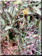 Scorzonera angustifolia