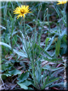 Scorzonera hispanica