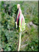 Scorzonera laciniata