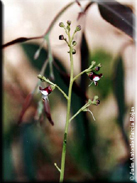 Scrophularia canina subsp. canina