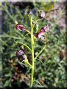 Scrophularia crithmifolia