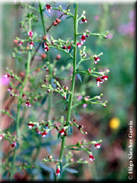 Scrophularia frutescens