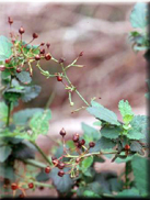 Scrophularia laevigata