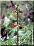 Scrophularia sambucifolia subsp. sambucifolia