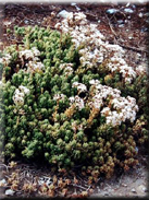 Sedum album