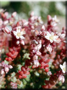 Sedum brevifolium