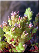 Sedum caespitosum