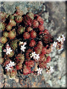 Sedum hirsutum subsp. baeticum