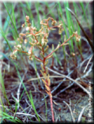 Sedum maireanum