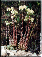 Sedum sediforme