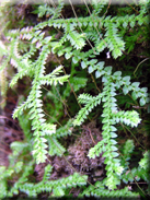 Selaginella denticulata