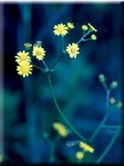 Senecio aquaticus subsp. erraticus