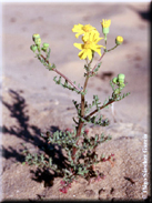 Senecio gallicus