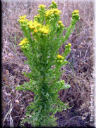 Senecio jacobea