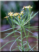 Senecio linifoliaster