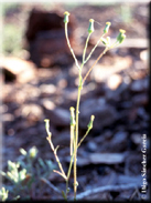 Senecio lividus