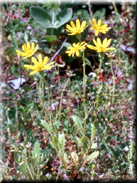 Senecio petraeus