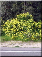 Senecio scandens