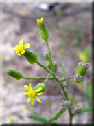 Senecio sylvaticus