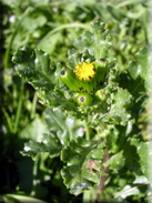 Senecio vulgaris