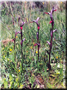 Serapias strictiflora