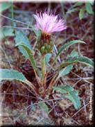 Serratula monardii