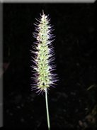 Setaria adhaerens