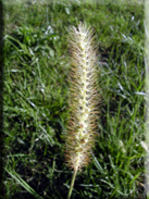 Setaria pumila