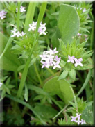 Sherardia arvensis