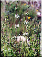 Sideritis arborescens subsp. arborescens