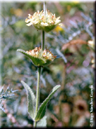 Sideritis grandiflora