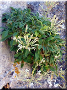 Silene andryalifolia