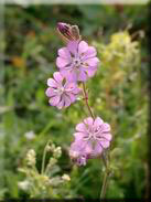 Silene colorata