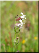 Silene gallica