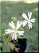 Silene gazulensis