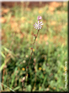 Silene gracilis