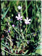 Silene laeta