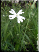 Silene latifolia subsp. latifolia