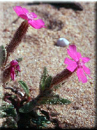 Silene littorea subsp. littorea