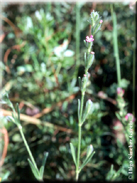 Silene micropetala