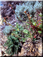 Silene obtusifolia