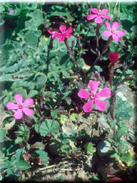 Silene pendula