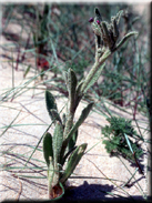 Silene ramosissima