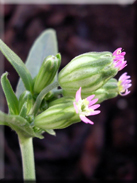 Silene rubella subsp. rubella