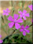 Silene stockenii