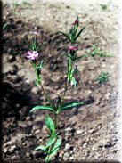 Silene stricta