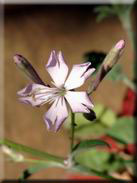 Silene tomentosa