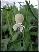 Silene vulgaris subsp. vulgaris