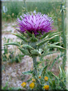 Silybum marianum